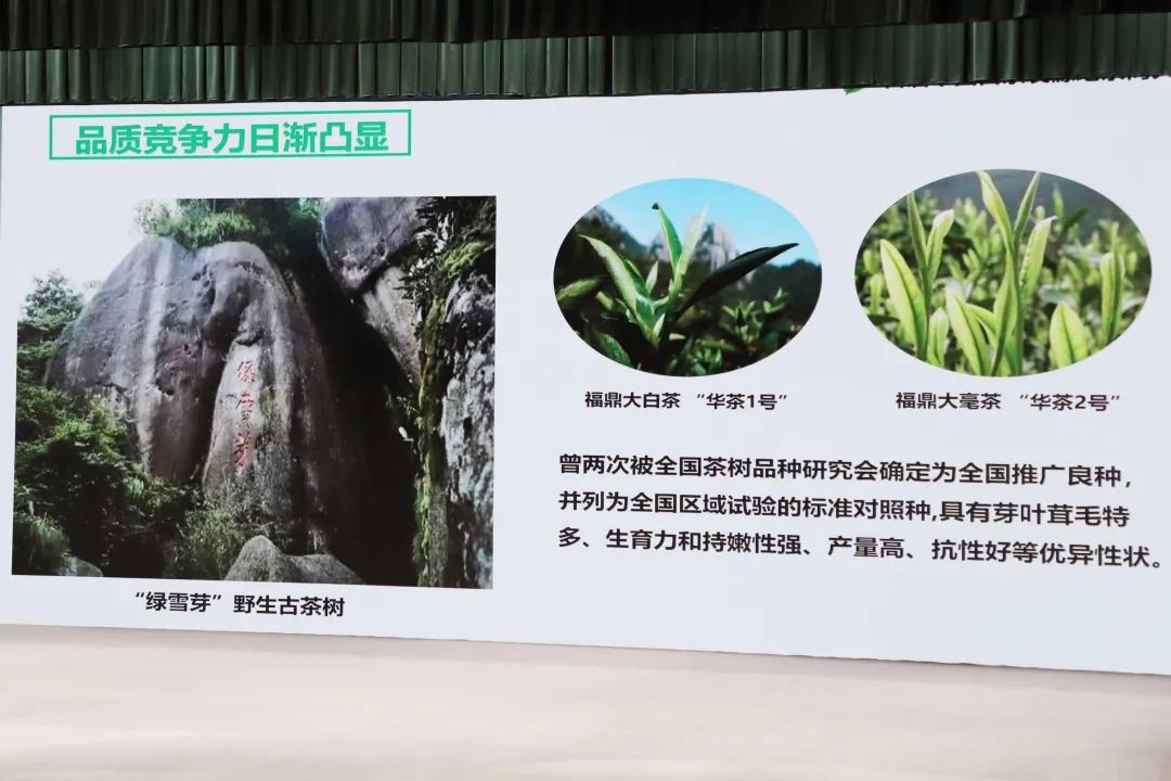 綠雪芽3 綠雪芽3