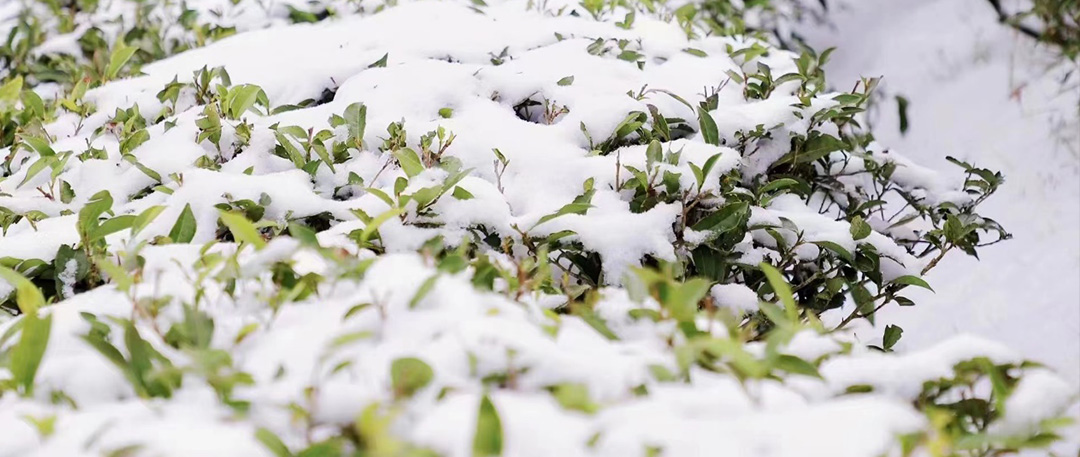 綠雪芽